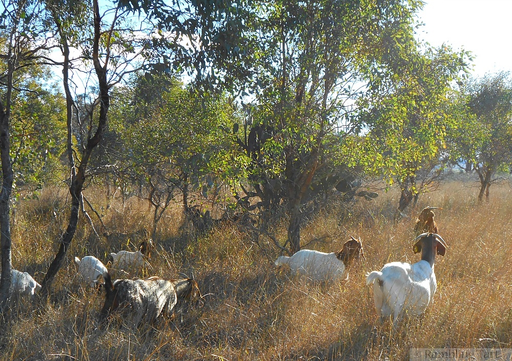 goats feeding