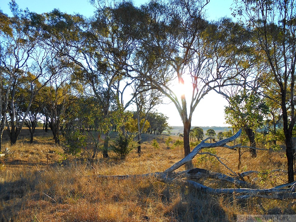 light through the trees