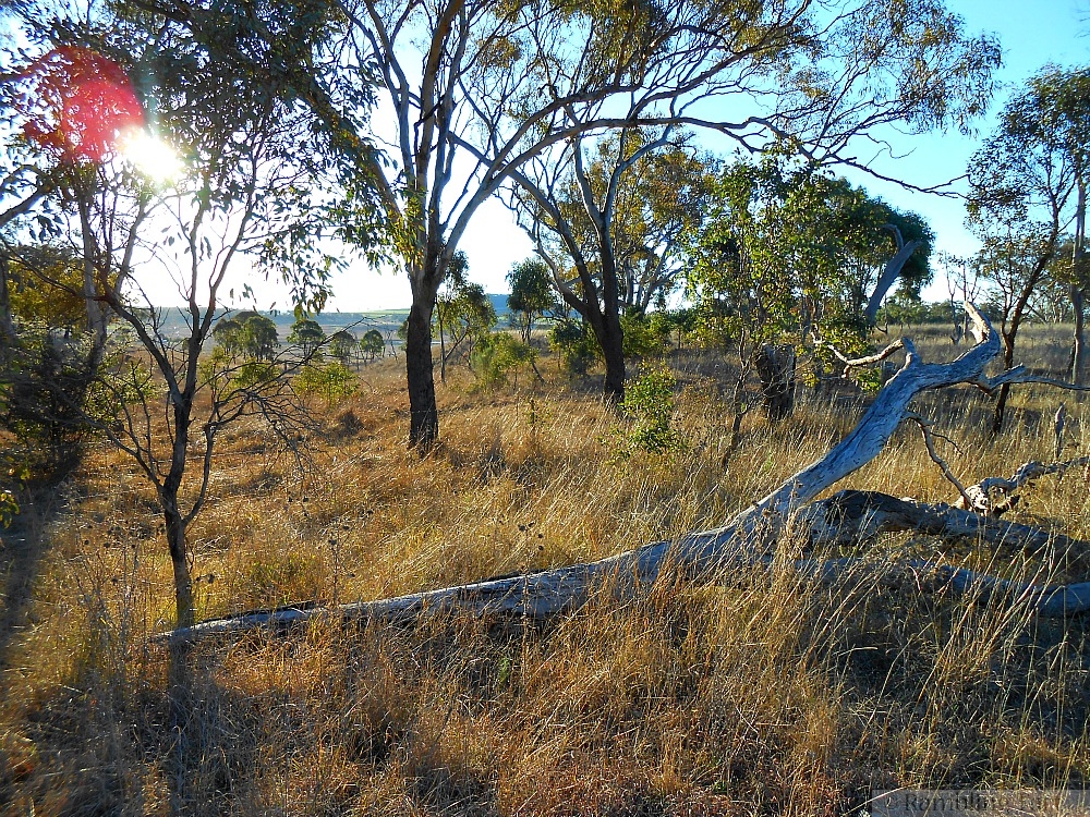 Australian bush sunset
