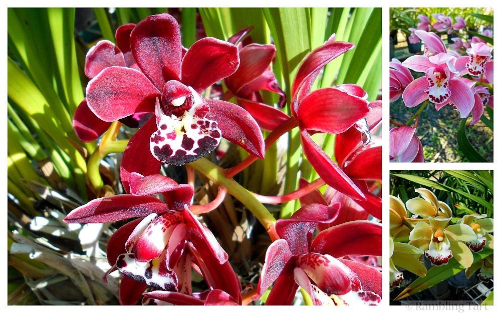 Australian orchids
