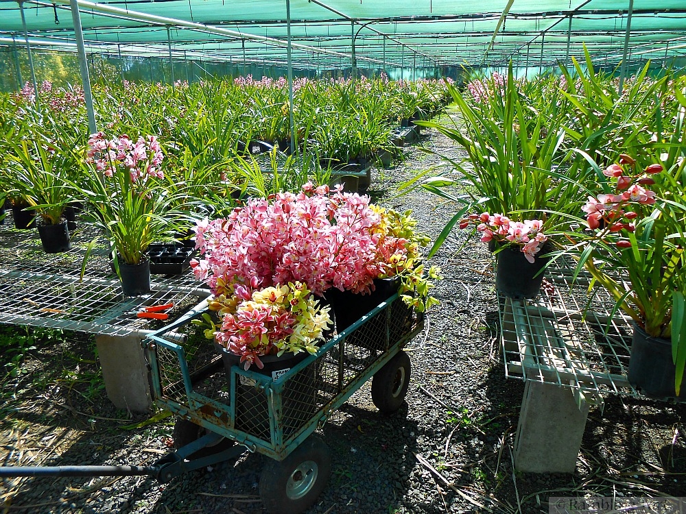 Queensland orchid farm
