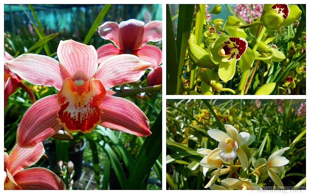 Queensland orchids