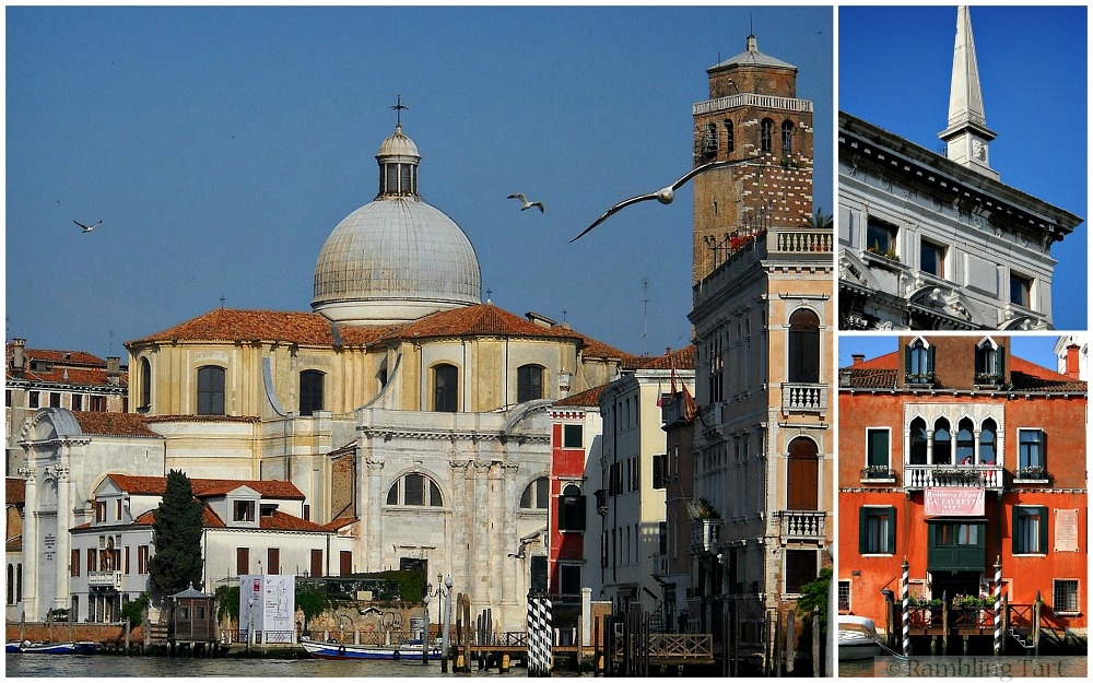Venice seagulls