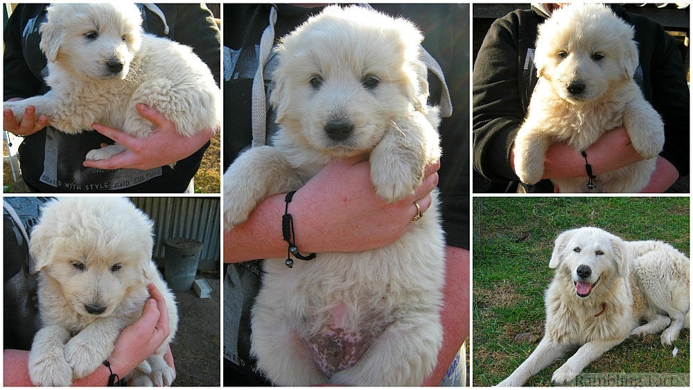 Maremma puppies