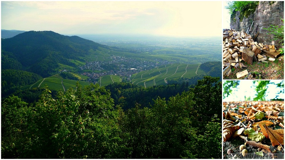 Black Forest vineyards