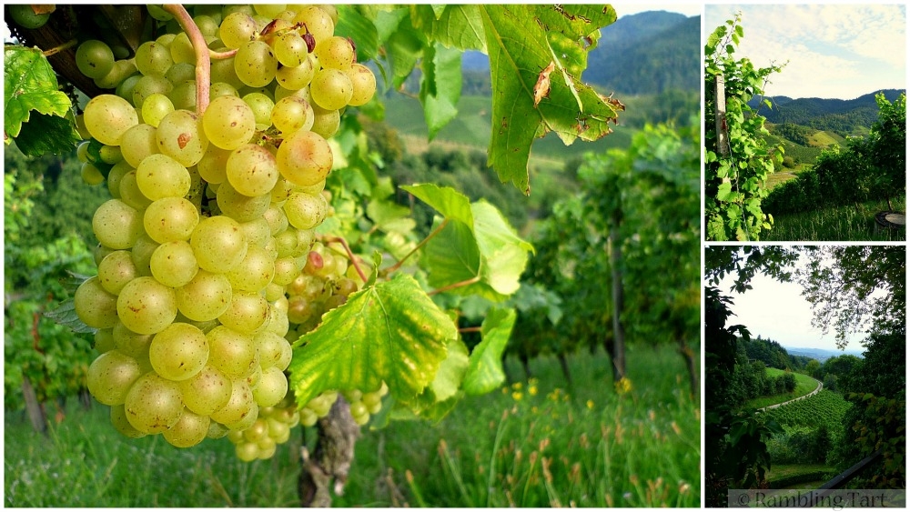 Black Forest wine country