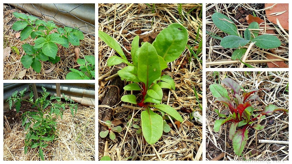 veggie garden