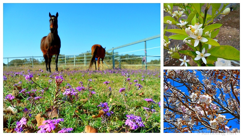 spring flowers in Queensland