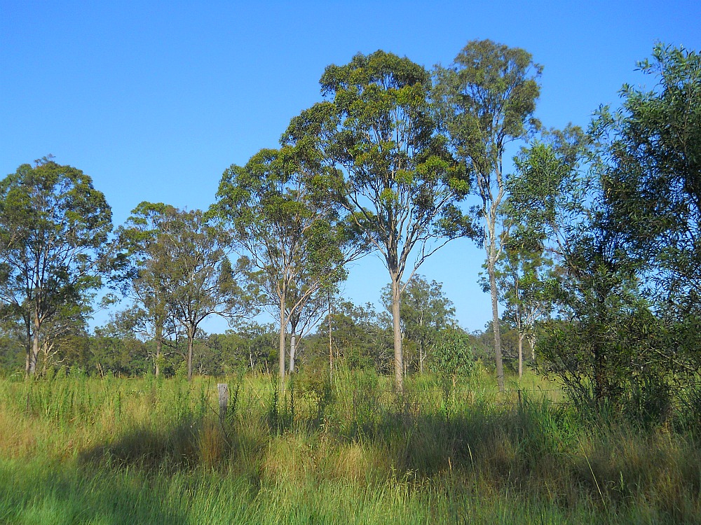 Australian trees