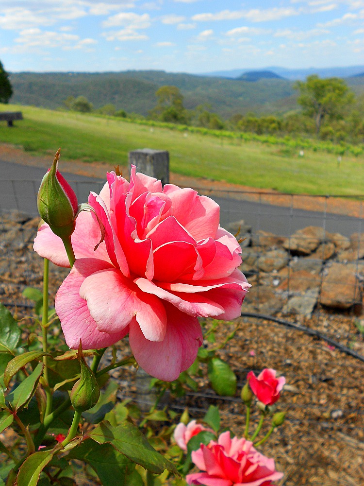 Australian rose