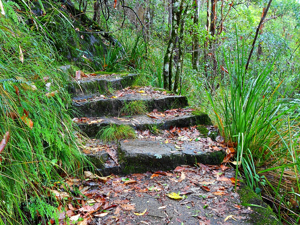 trails at Queen Mary Falls