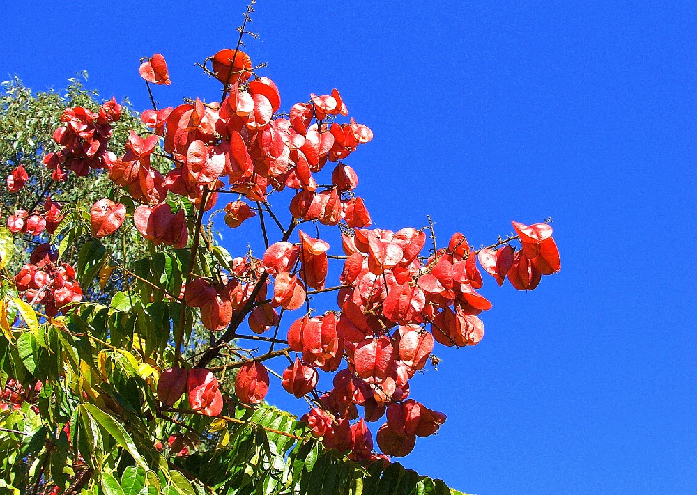 fuschia pod tree