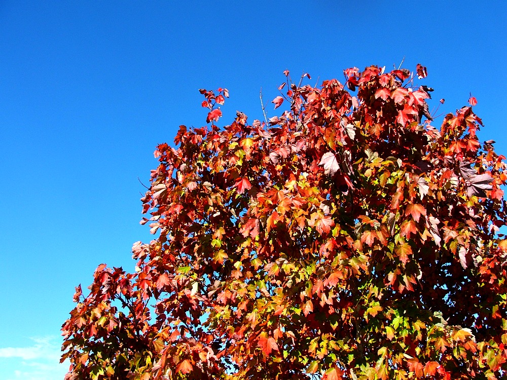 Australian Autumn colors