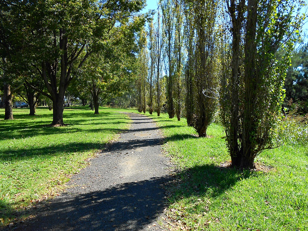 path through the trees