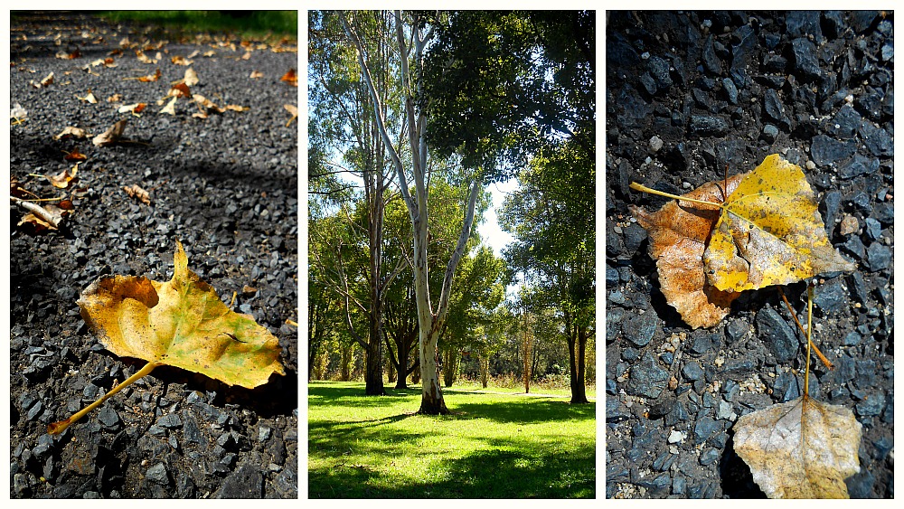 fallen leaves in Australia