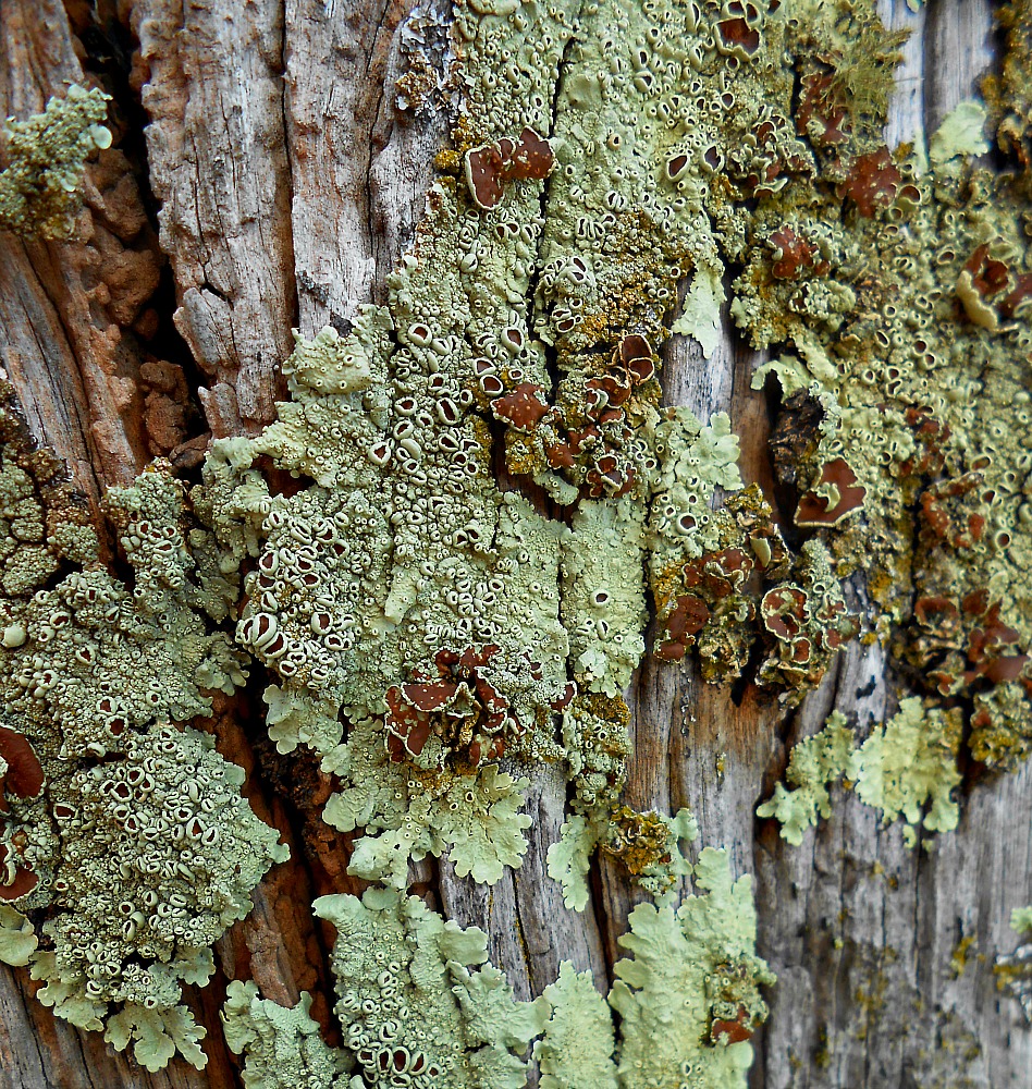 lichen on old wood