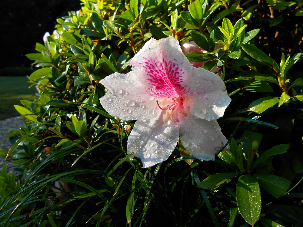 dewy rhododendron