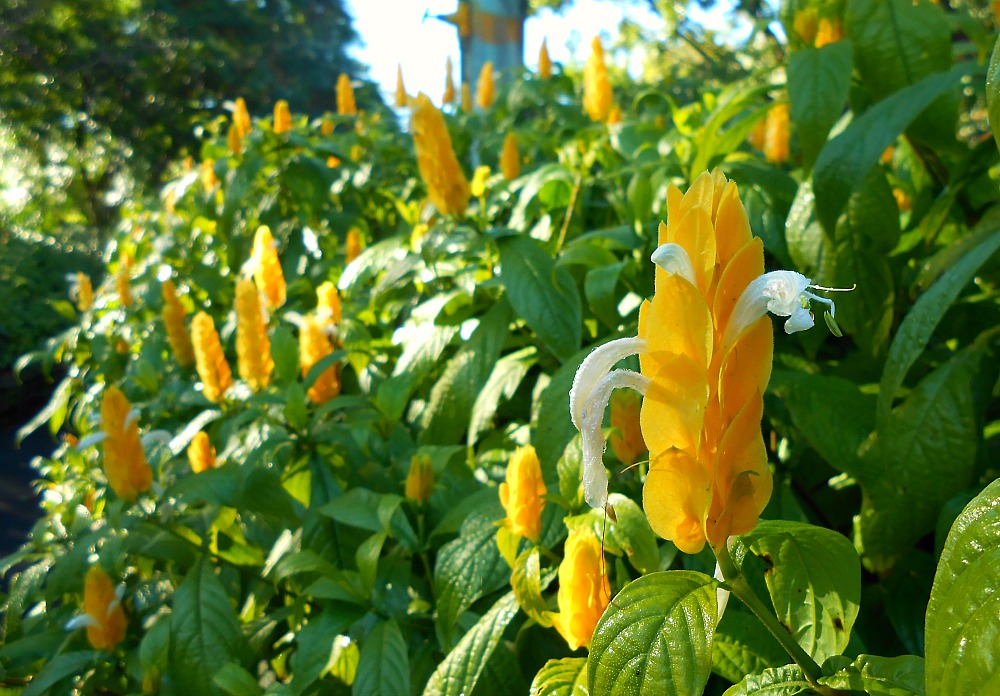 yellow spire flowers