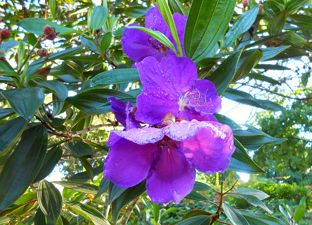purple hibiscus
