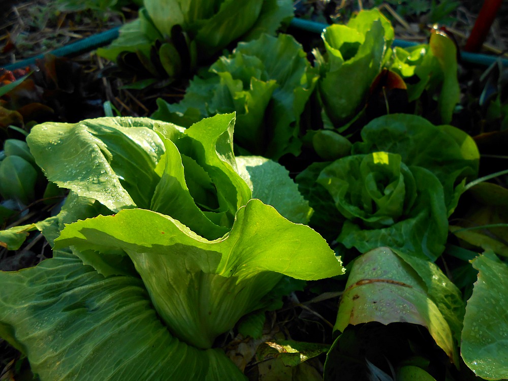 chicory plant