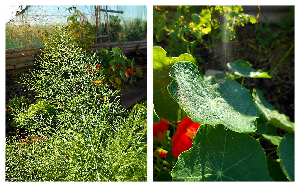 fennel and nasturtiums