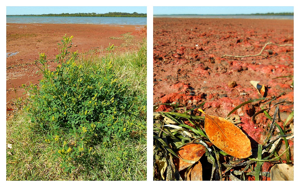 Oyster Point red beach