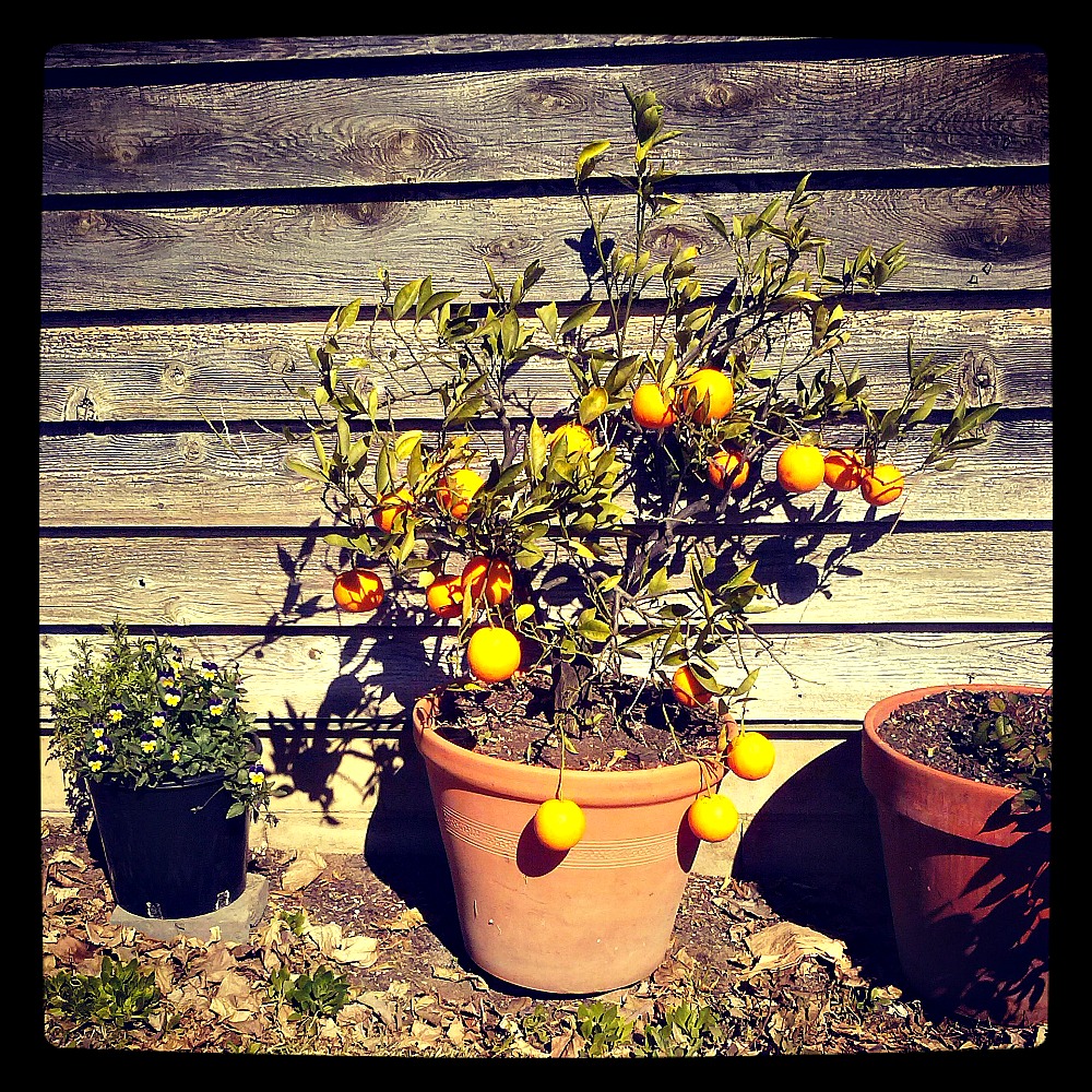 small orange tree