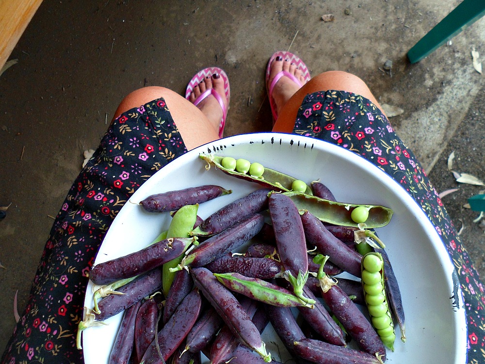 bowl of purple peas
