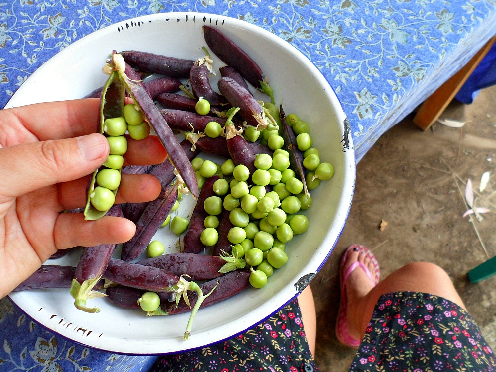 shelling purple peas
