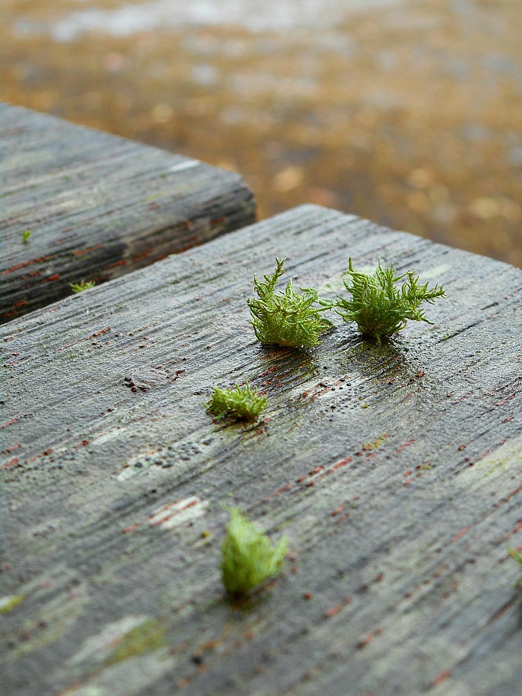 moss growing on wood