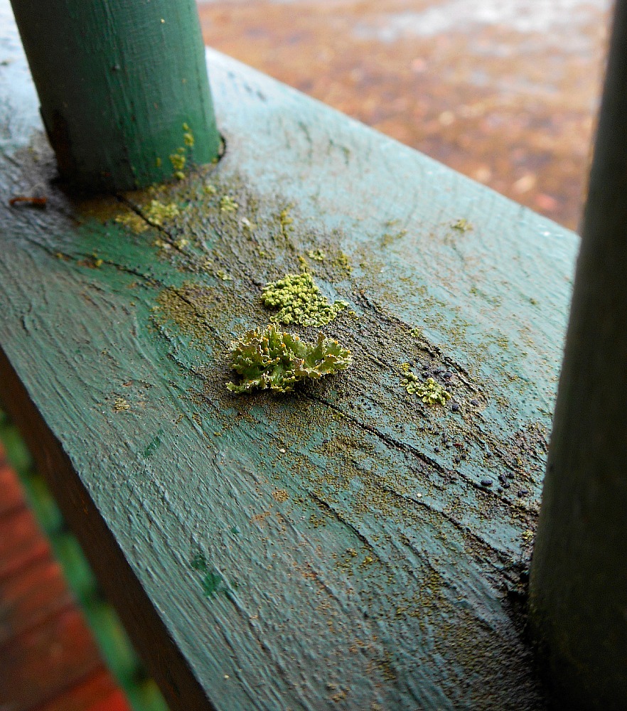 lichen growing on wood