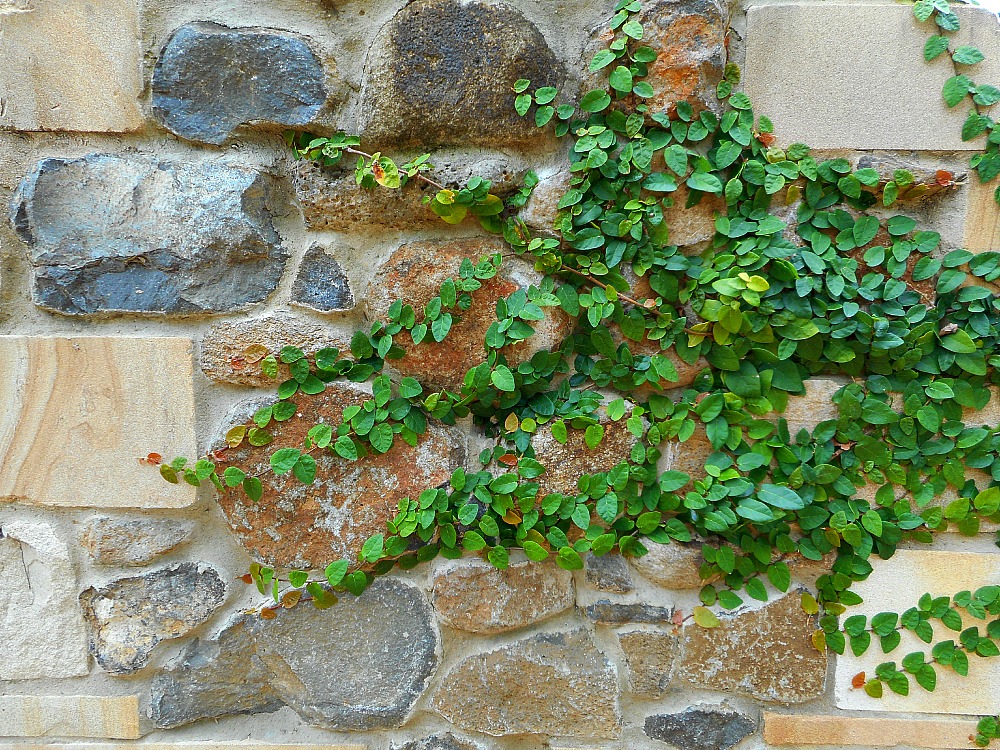 vines on stone wall