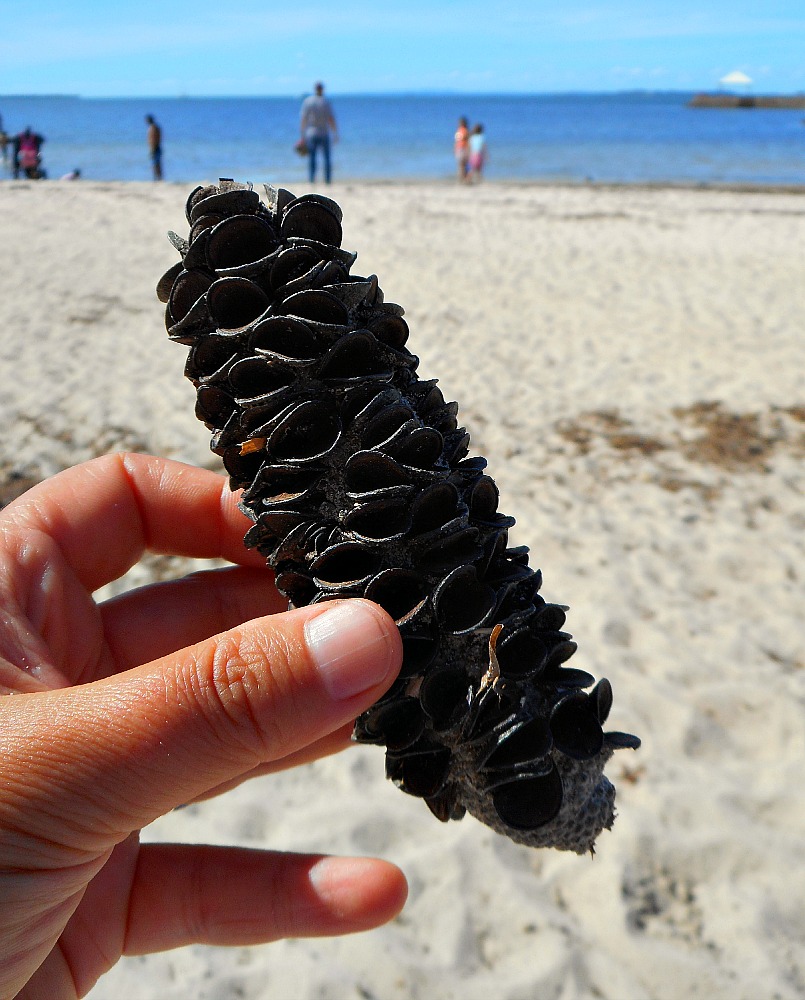 banksia cone