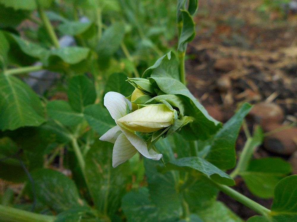 pea blossoms