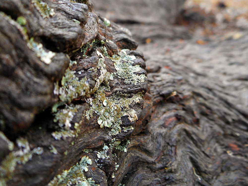 lichen on a log