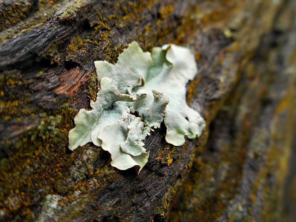 green lichen
