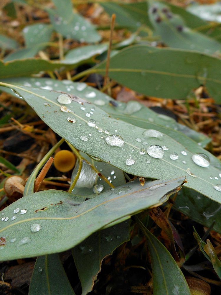 rain drops on gum leaves