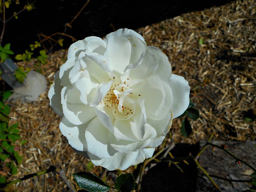 white winter rose