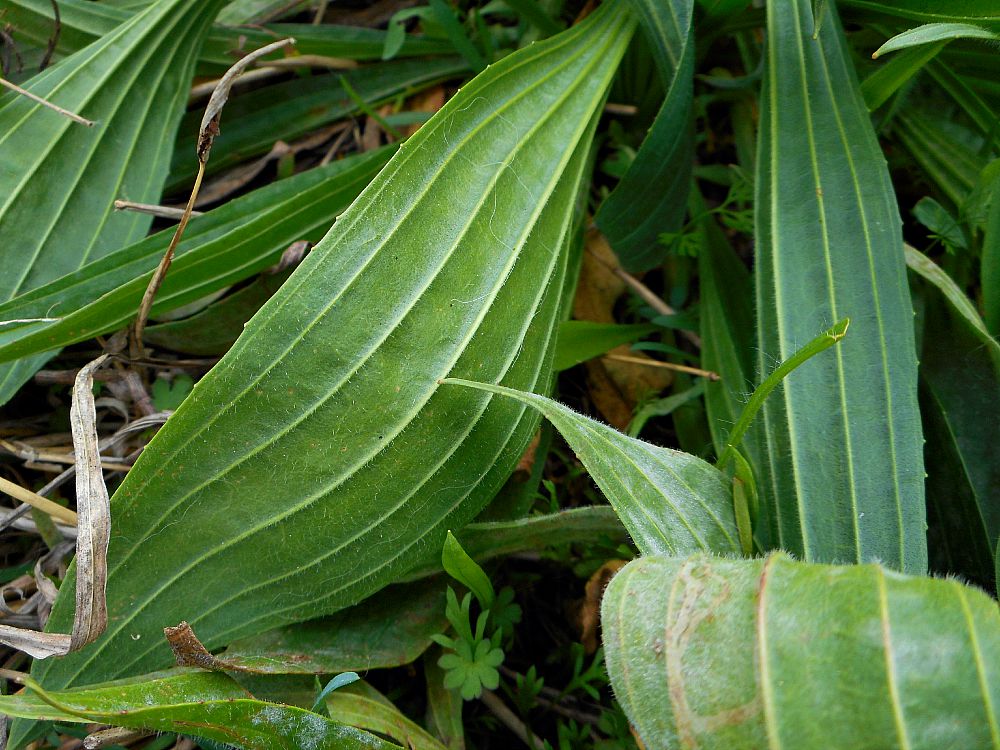 plantain leaves