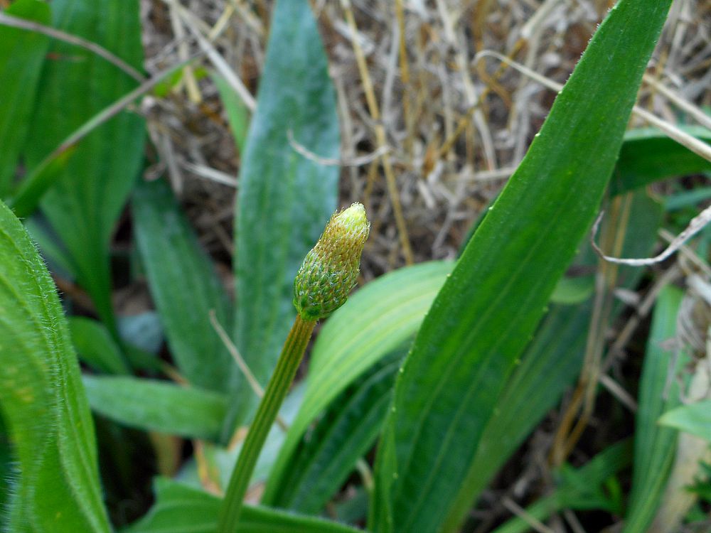 plantain flower