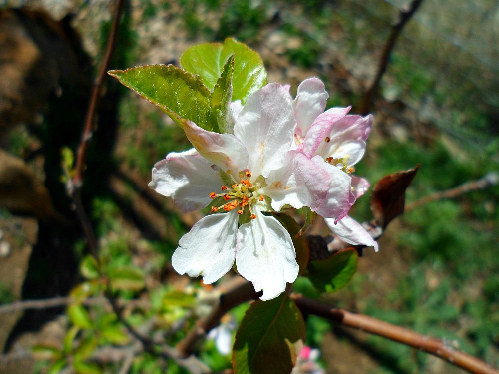 pale pink apple blossoms