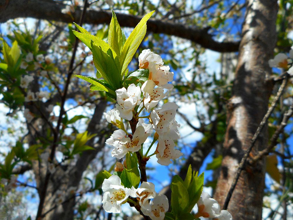 white blossoms in spring