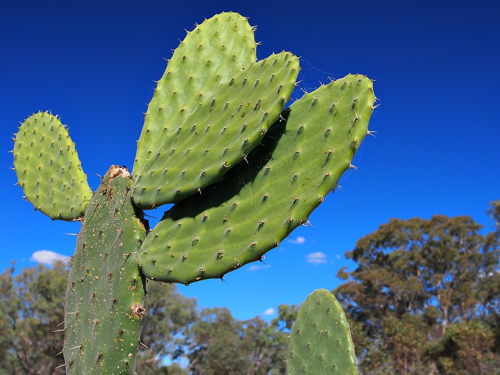 prickly pear in late afternoon
