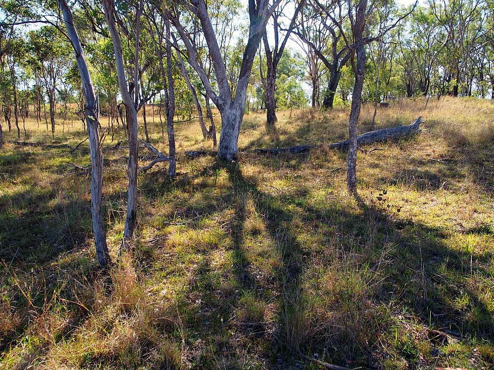 shadows in bush