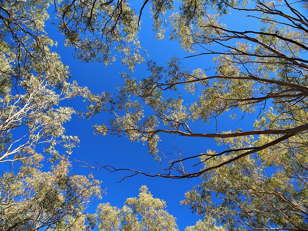blue skies through gum trees