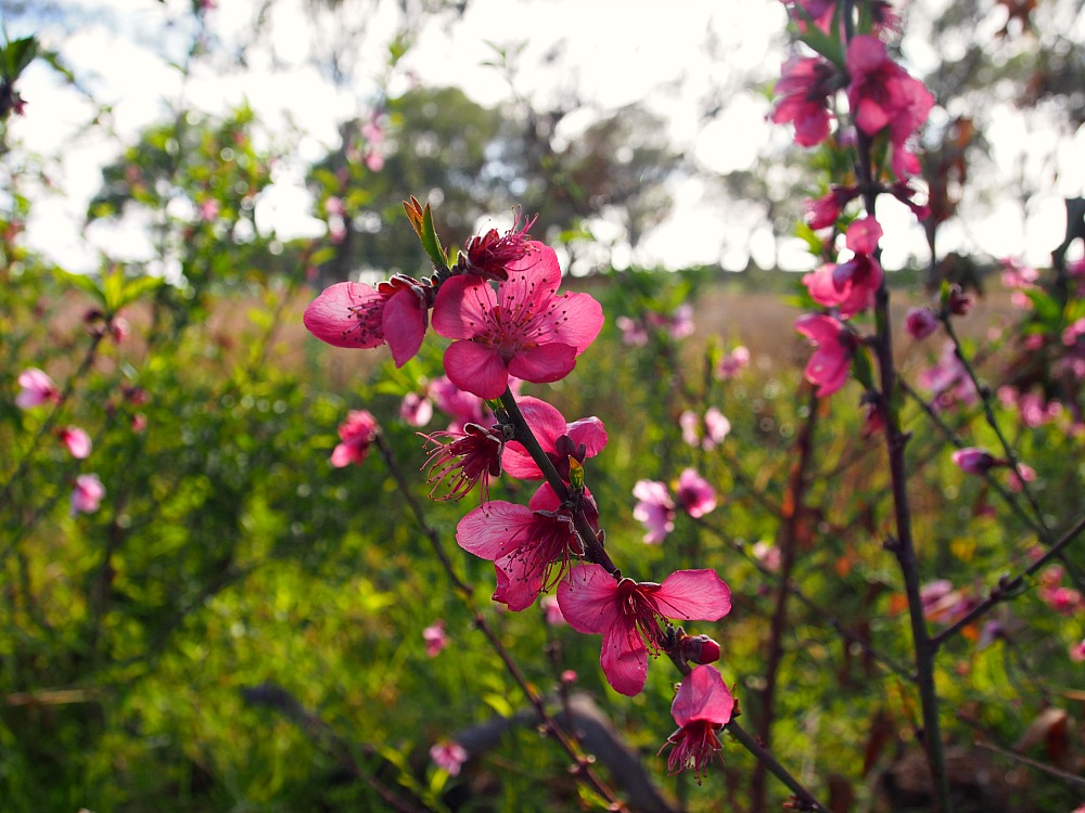 magenta fruit tree blossoms