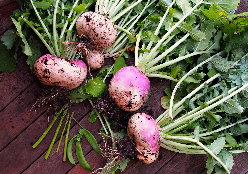 purple topped turnips