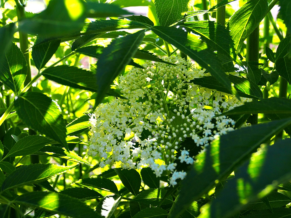 elderflowers