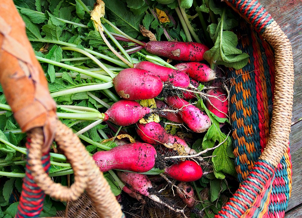 basket of radishes