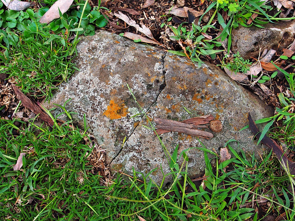 orange lichen on rock